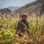 Afghan man in Panjshir Valley (Afghanistan) thumbnail