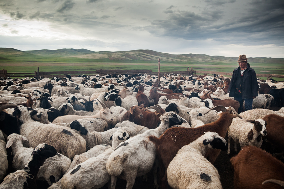 Dogsom with her flock of sheep (Arkhangai, Mongolia)