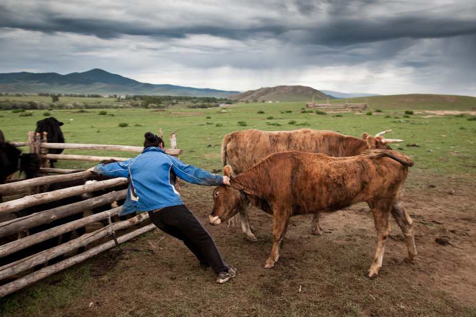 A woman enters the herd (Arkhangai, Mongolia)