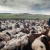 Dogsom with her flock of sheep (Arkhangai, Mongolia) thumbnail