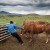 A woman enters the herd (Arkhangai, Mongolia) thumbnail